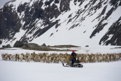 110425 Kittelfjäll, Anna-Maria Fjällström en ung sameflicka som har 100 järn i elden. Projektledare, nuorat kanslist, renskötare och bloggerska.Foto: Patrick Trägårdh